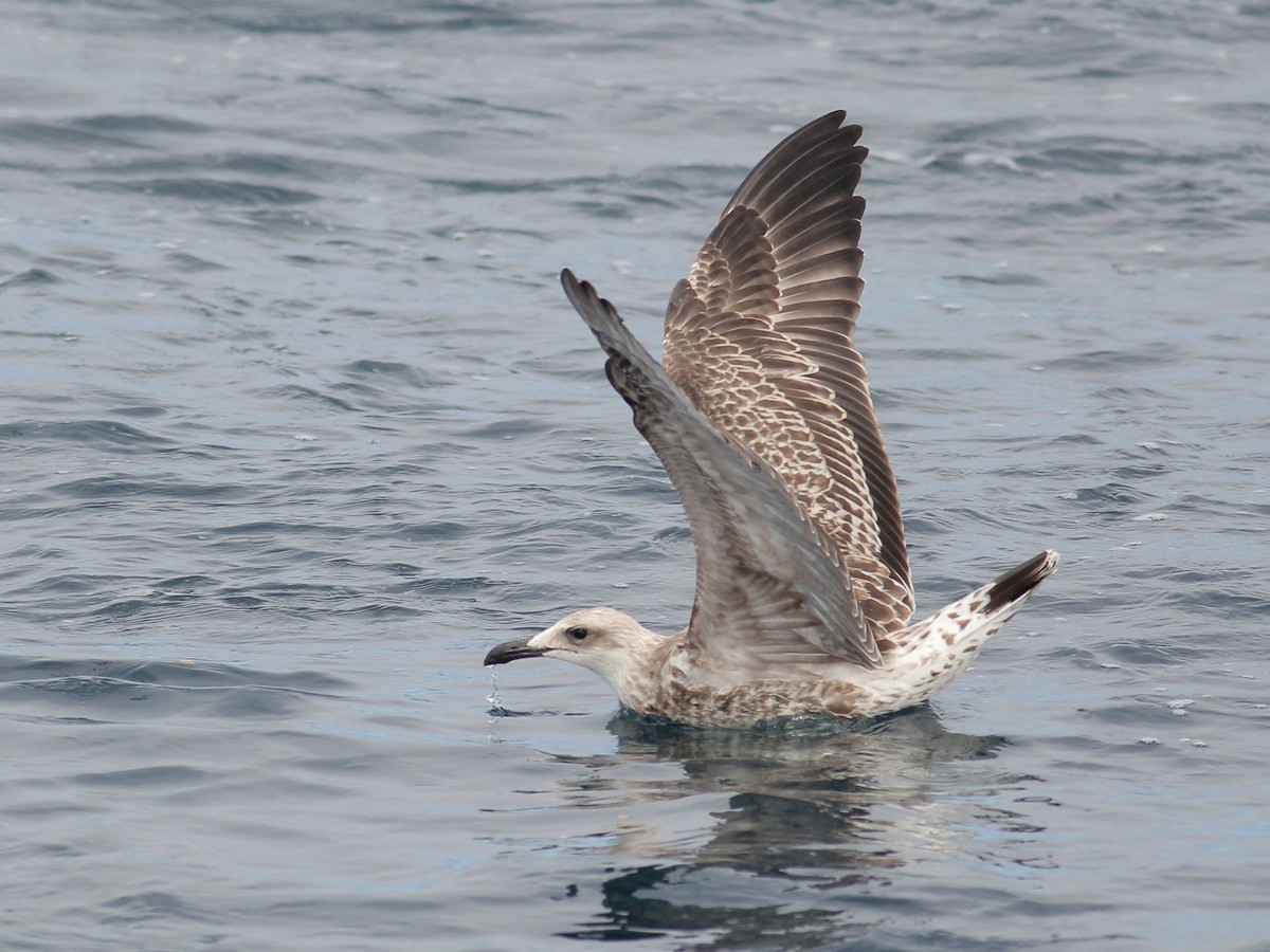 Kaio iluna - ML645644150