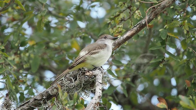 Ash-throated Flycatcher - ML645644151