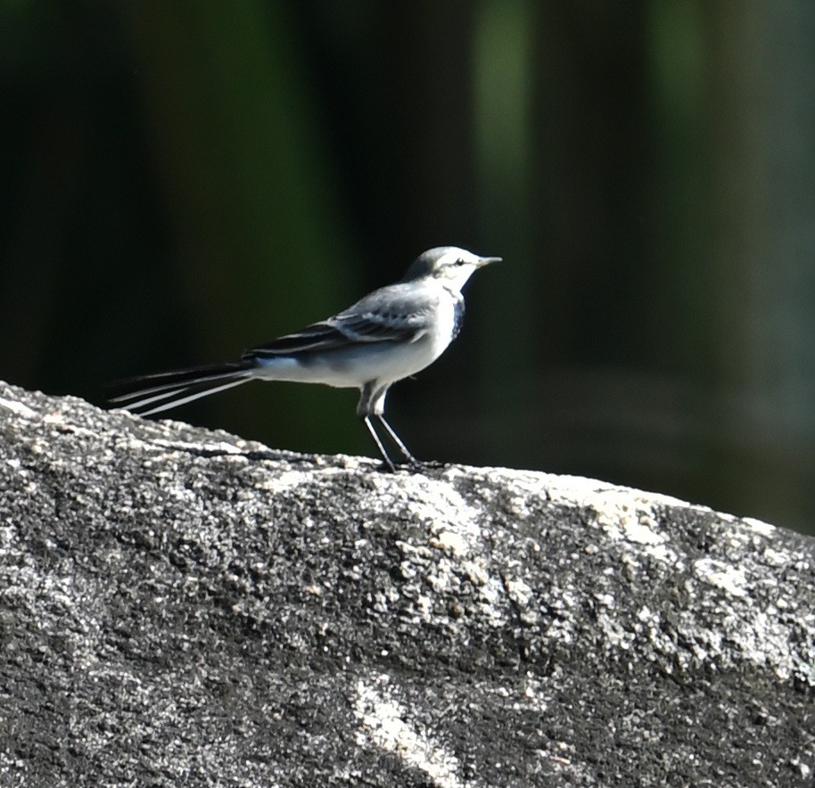 White Wagtail - ML645644153