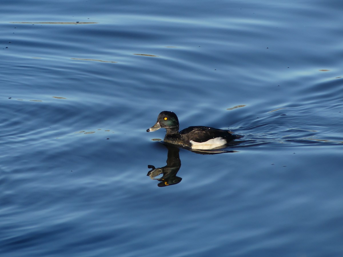 Tufted Duck - ML645644155