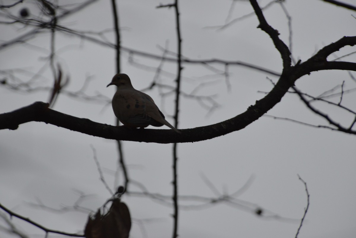 ナゲキバト - ML645644160