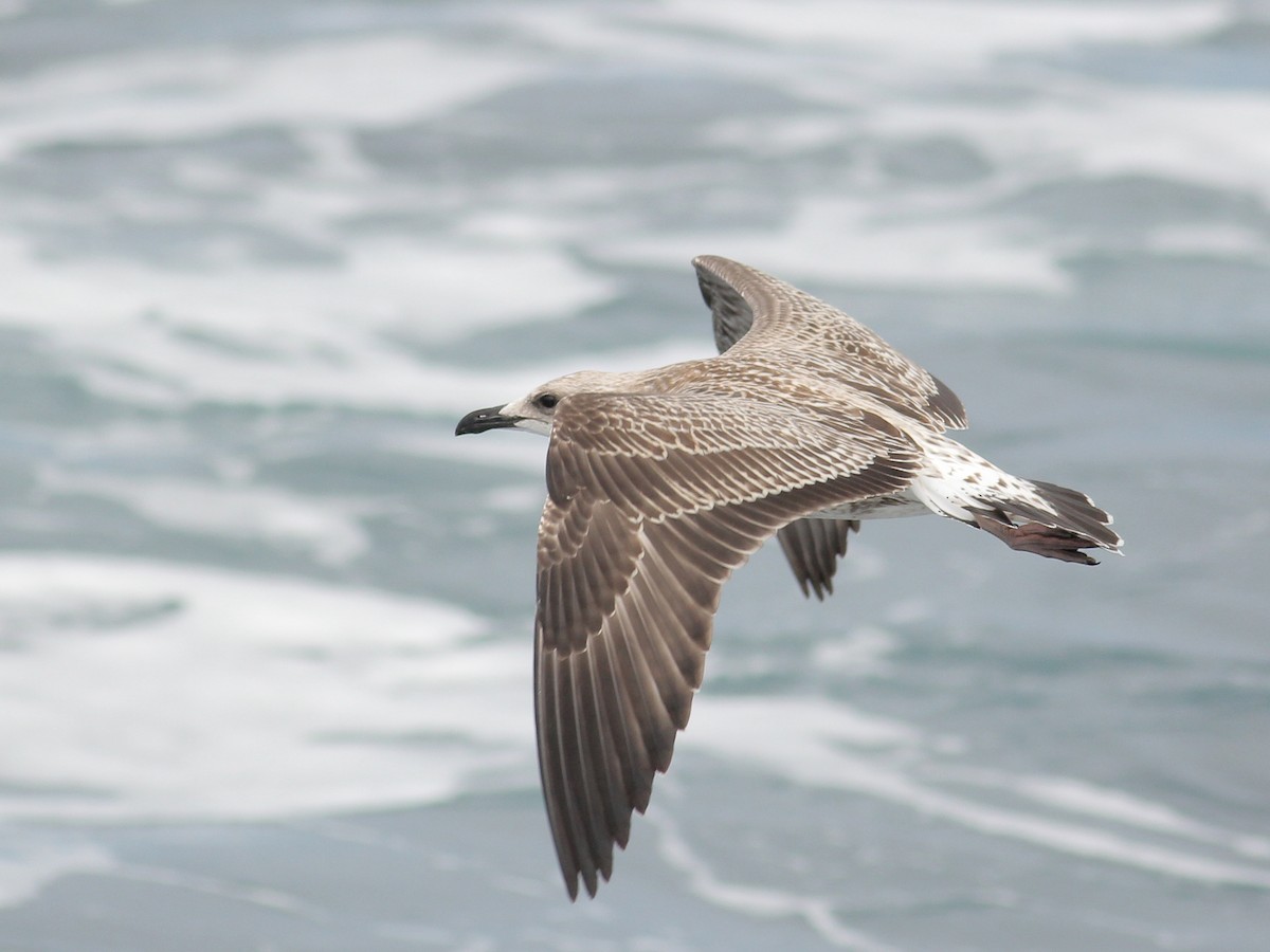 Kaio iluna - ML645644169