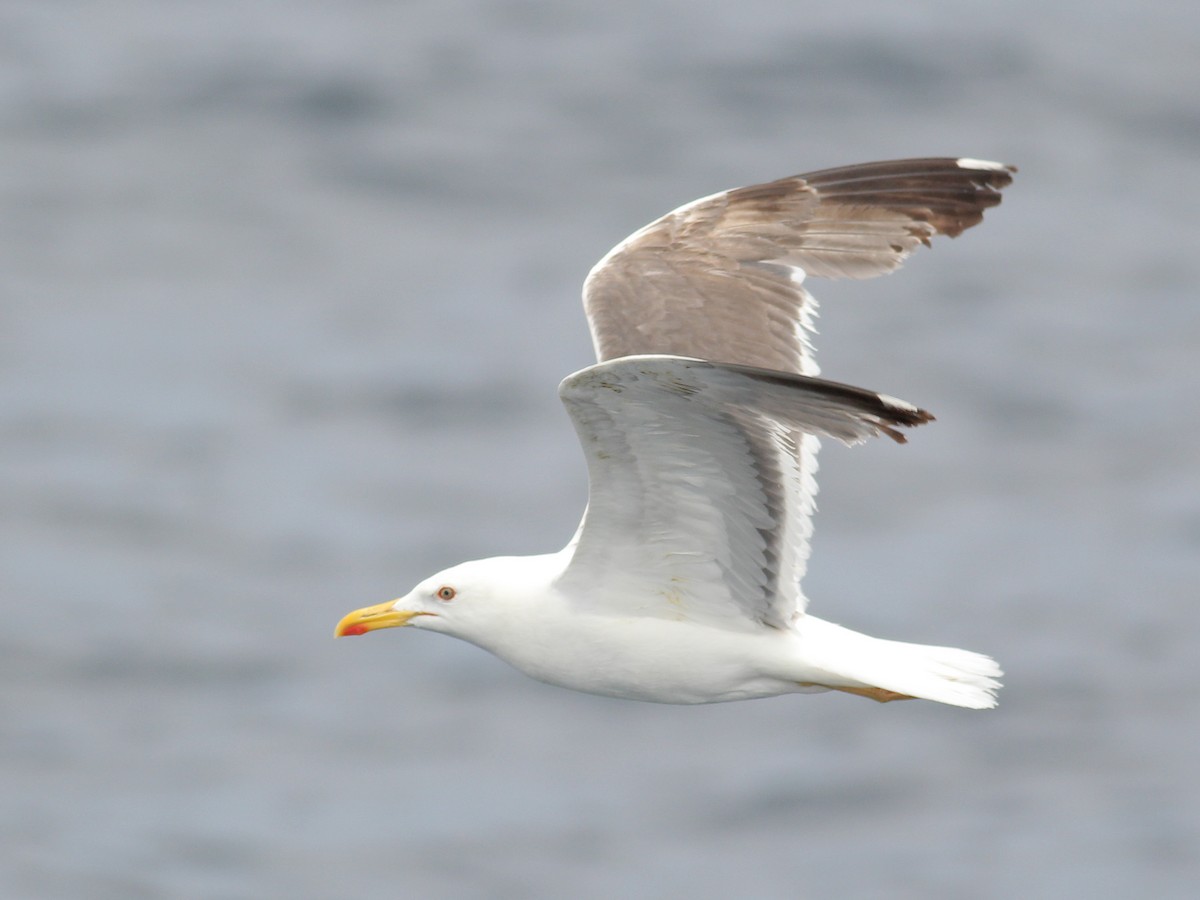 Kaio iluna - ML645644170