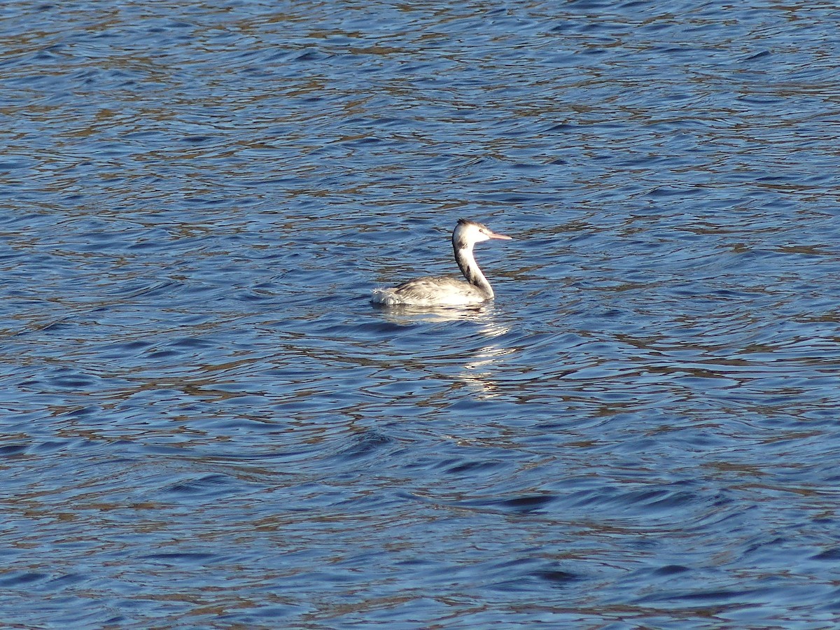Great Crested Grebe - ML645644171