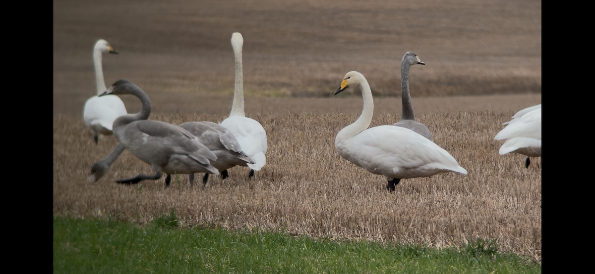 Whooper Swan - ML645644172