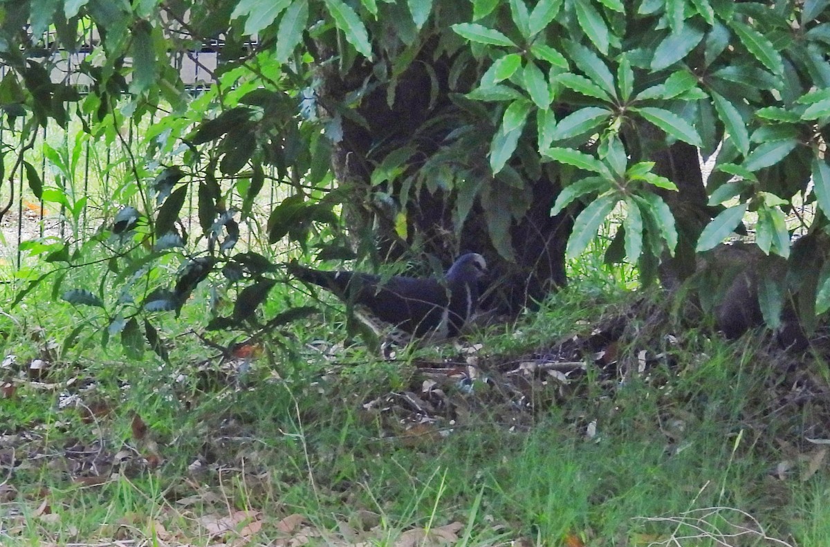 Wongataube - ML645644175