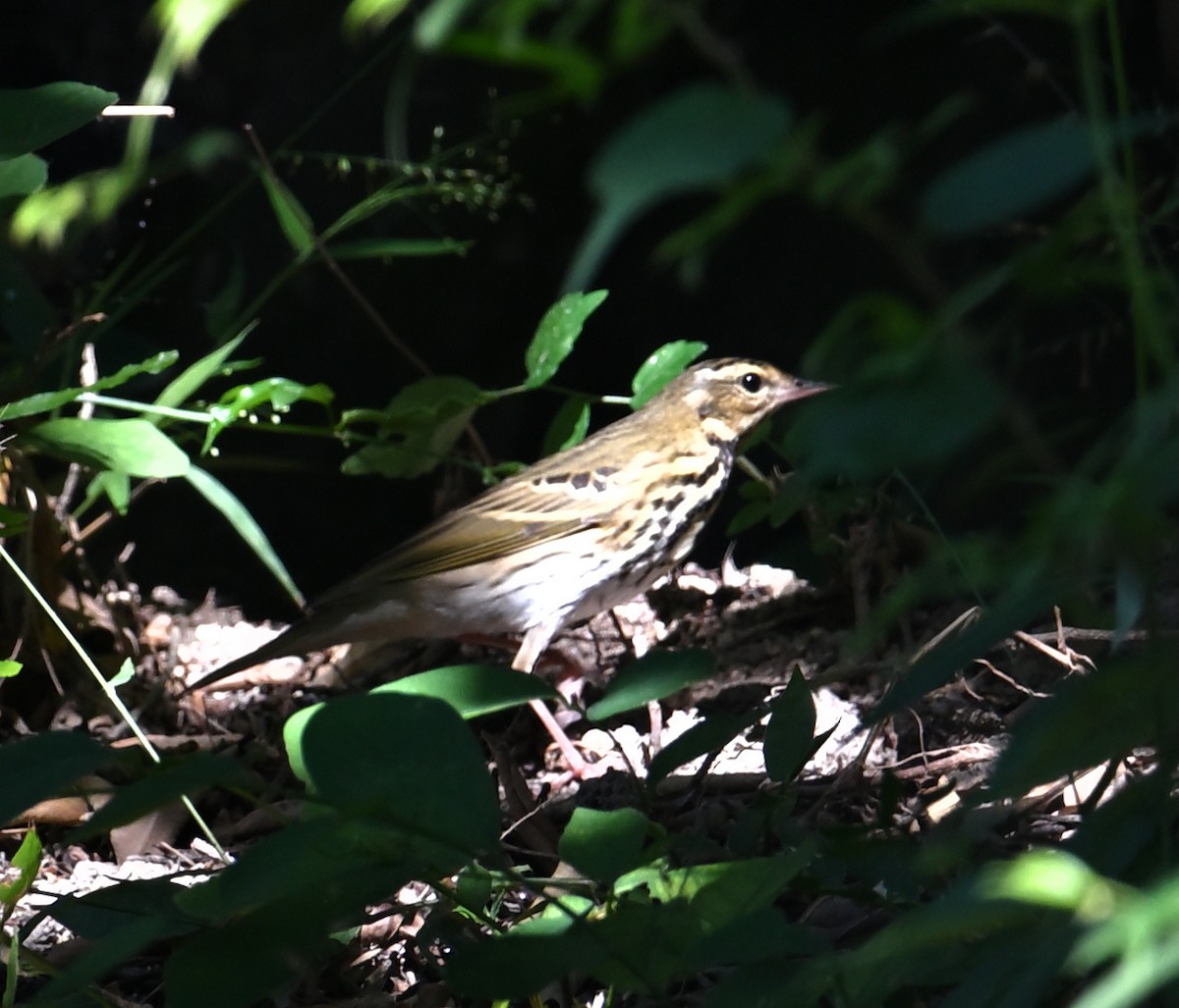 Olive-backed Pipit - ML645644177