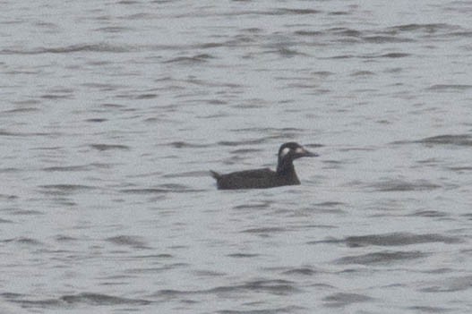 White-winged Scoter - ML645644180
