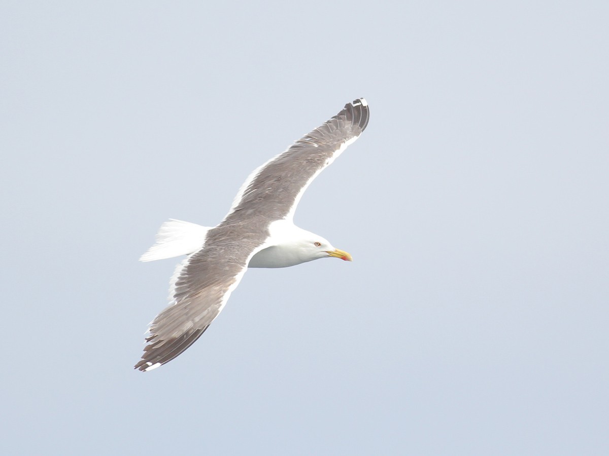 Kaio iluna - ML645644181