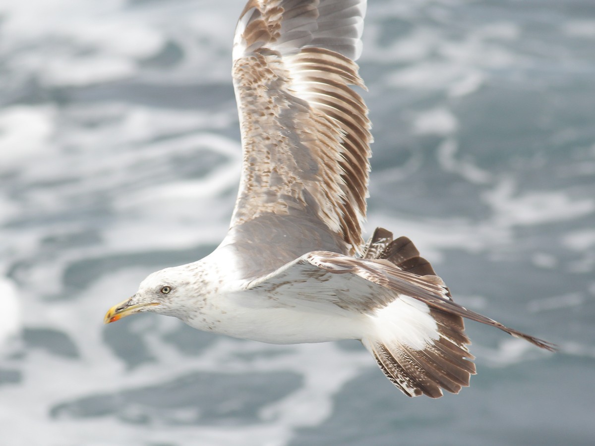 Kaio iluna - ML645644182