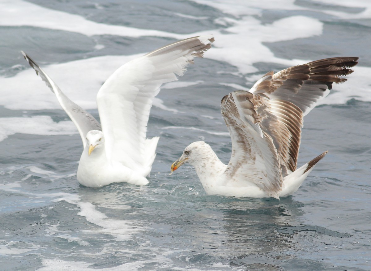 Kaio iluna - ML645644183