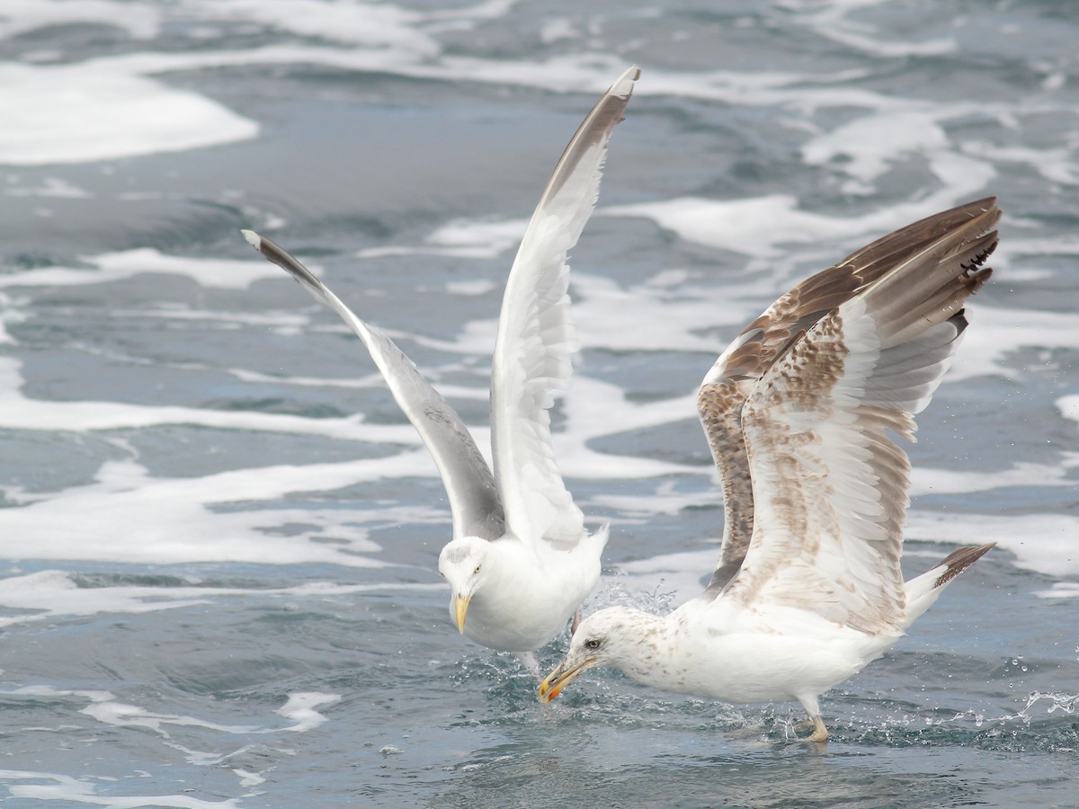 Kaio iluna - ML645644184