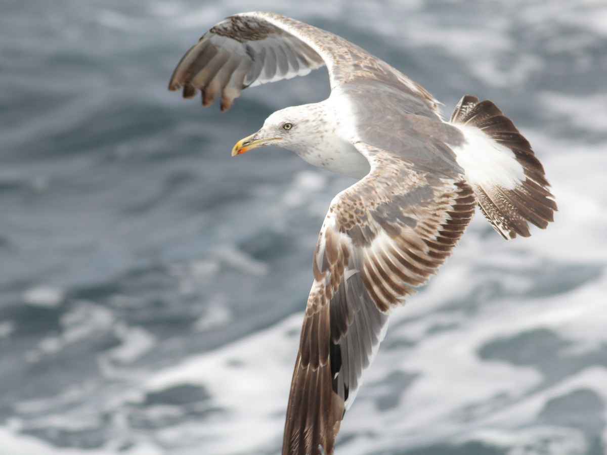 Kaio iluna - ML645644185