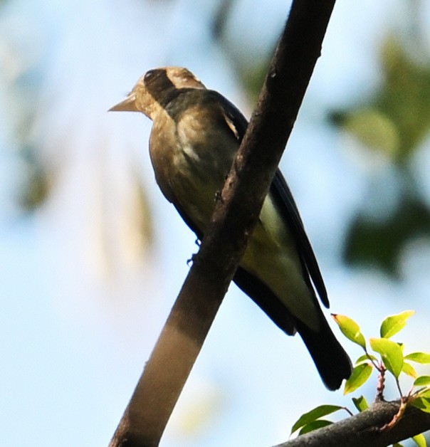 passerine sp. - ML645644188