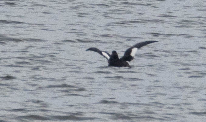 White-winged Scoter - ML645644190