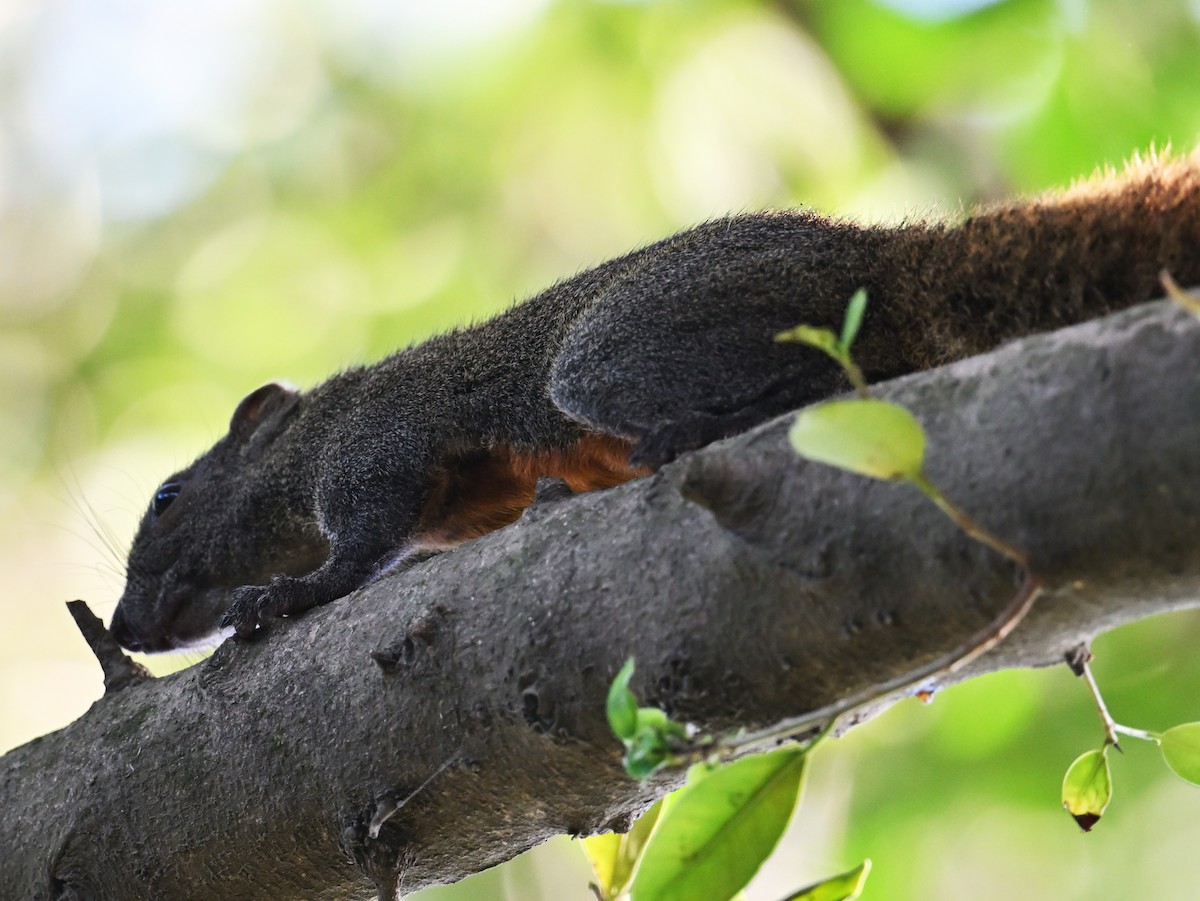 Pallas' Squirrel - ML645644199