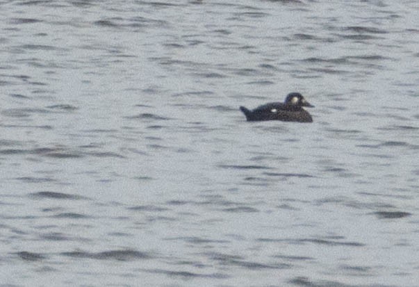 White-winged Scoter - ML645644200