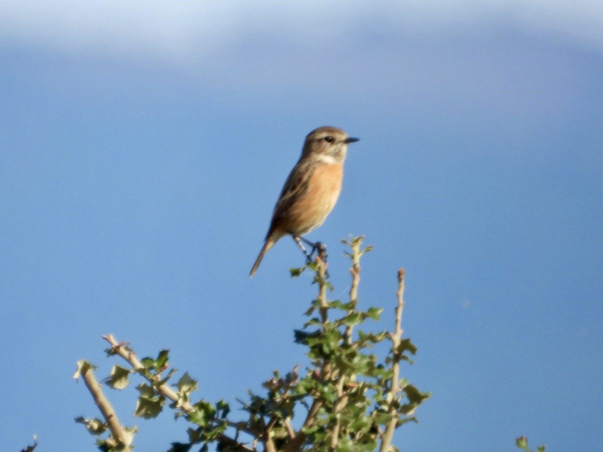 European Stonechat - ML645644231