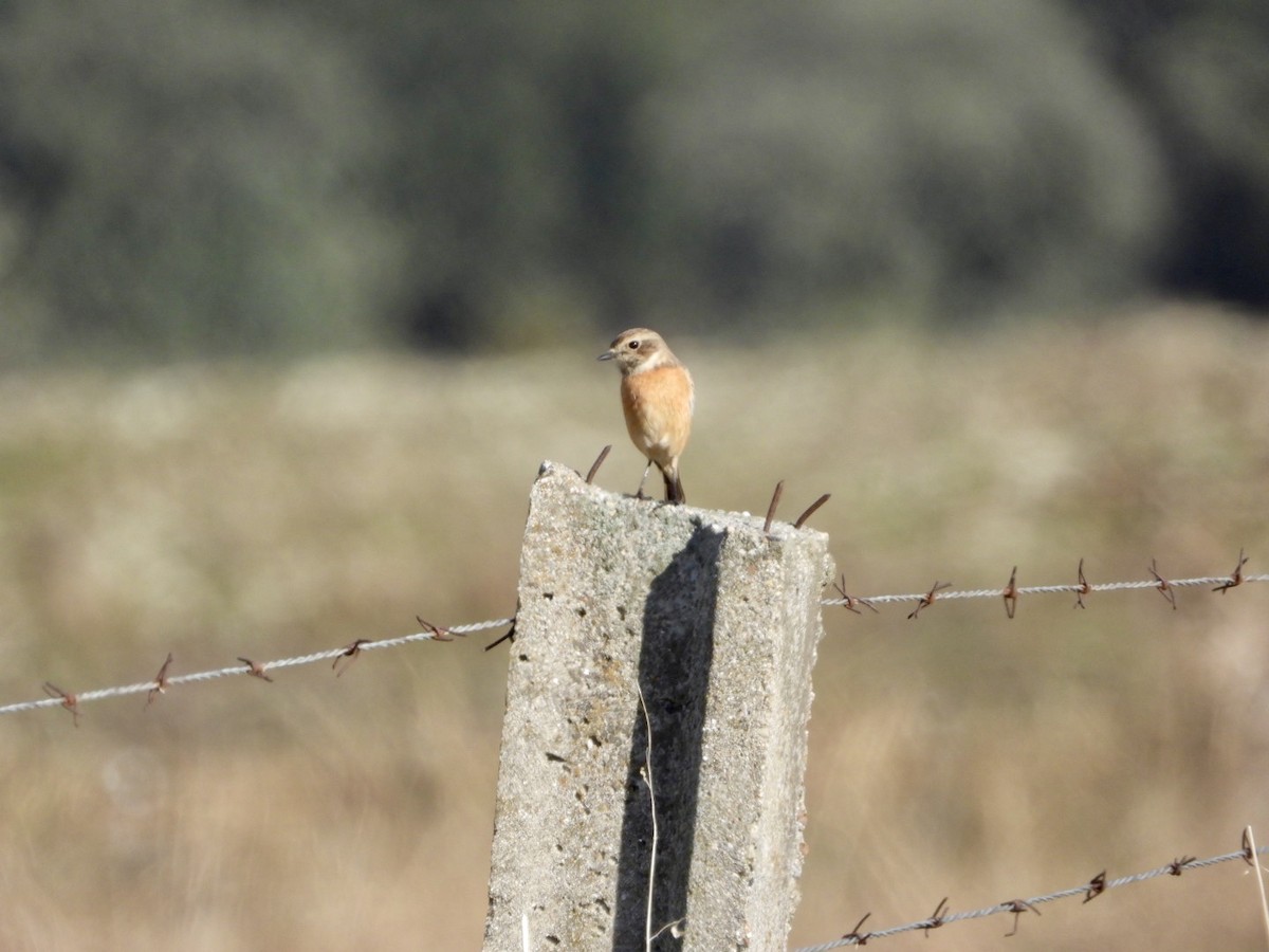 European Stonechat - ML645644232