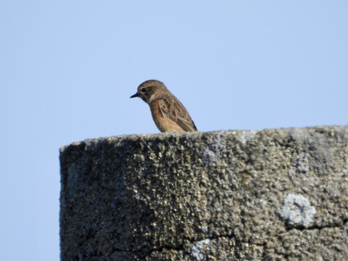 European Stonechat - ML645644233