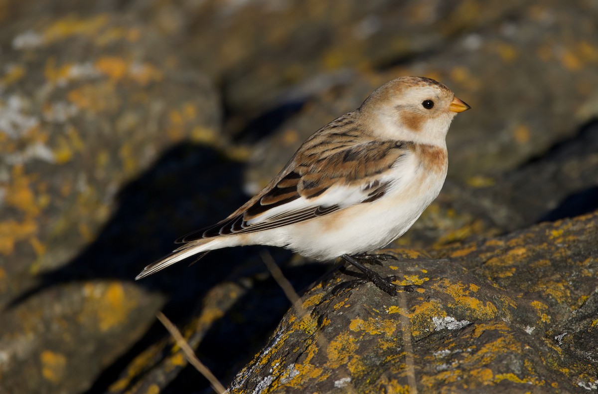 Snow Bunting - ML645644259
