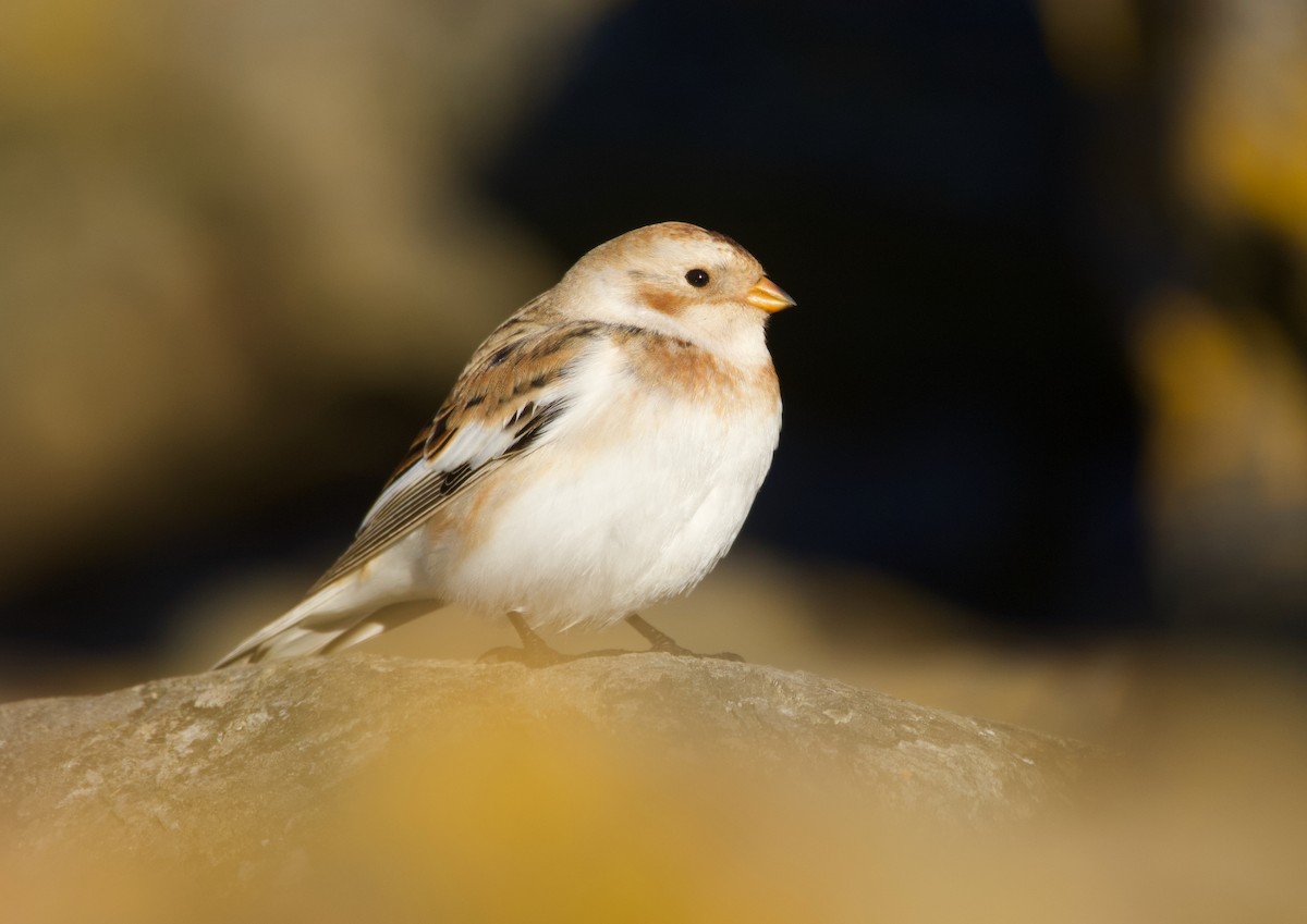 Snow Bunting - ML645644260