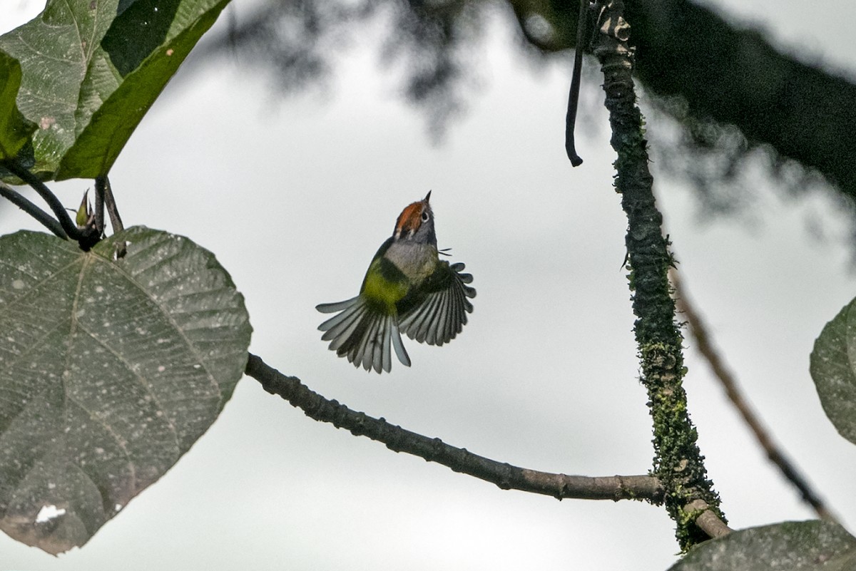 Chestnut-crowned Warbler - ML645644262