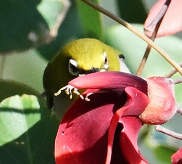 Swinhoe's White-eye - ML645644297