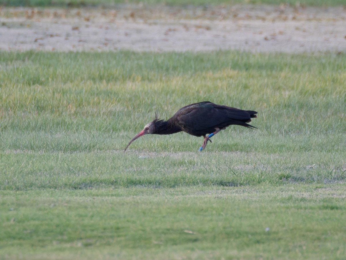 Northern Bald Ibis - ML645644329