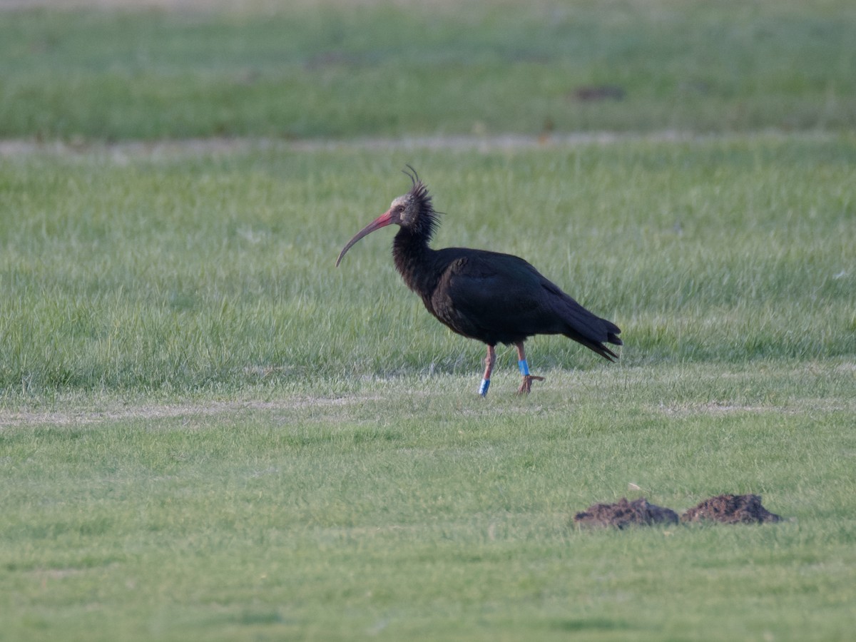 Northern Bald Ibis - ML645644330