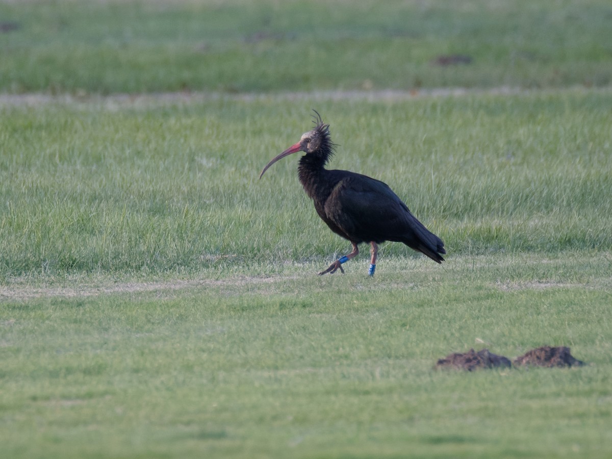 Northern Bald Ibis - ML645644331