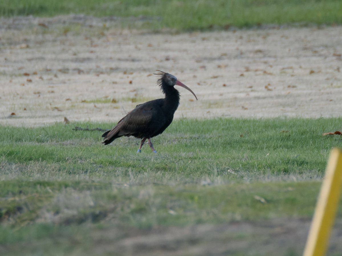 Northern Bald Ibis - ML645644332