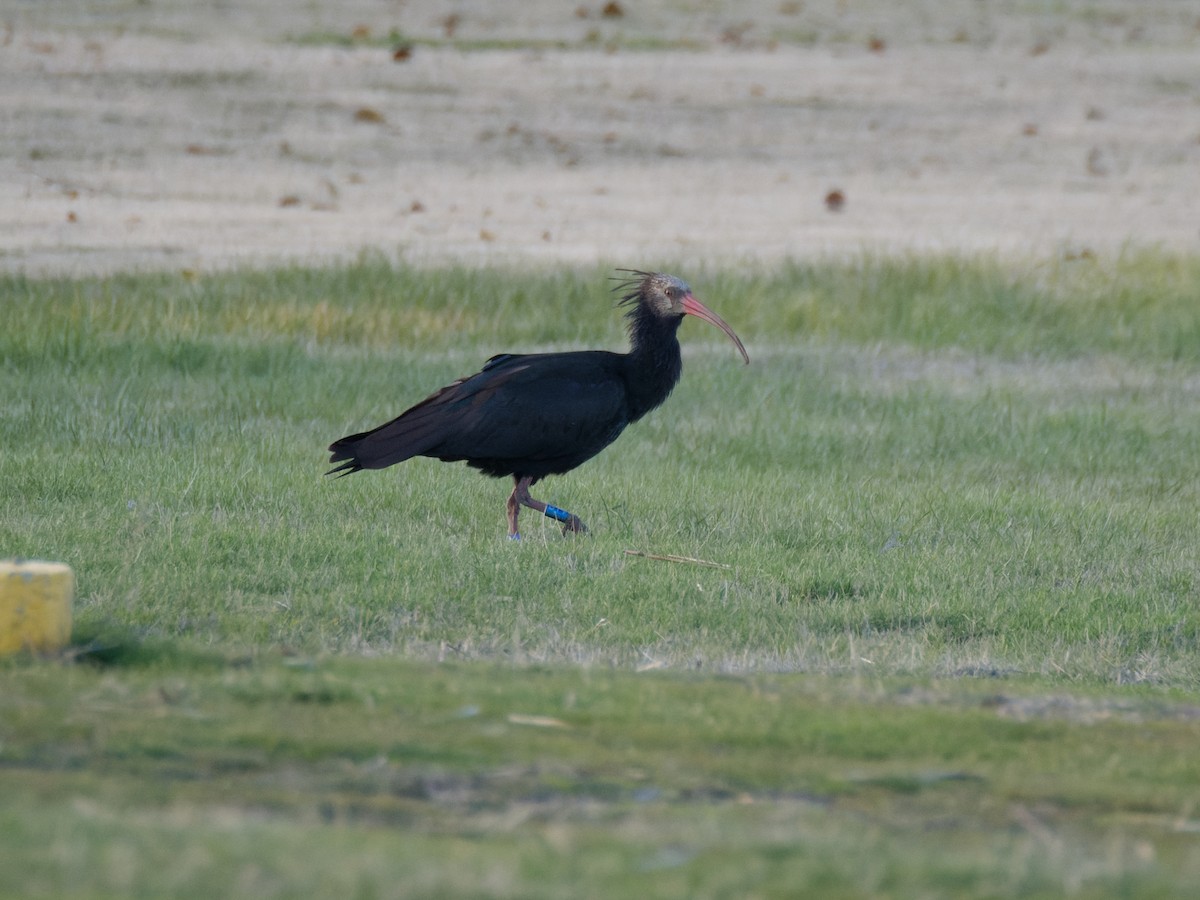 Northern Bald Ibis - ML645644333