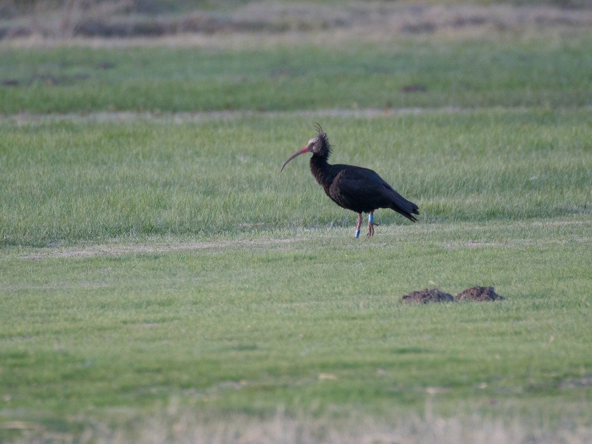 Northern Bald Ibis - ML645644334