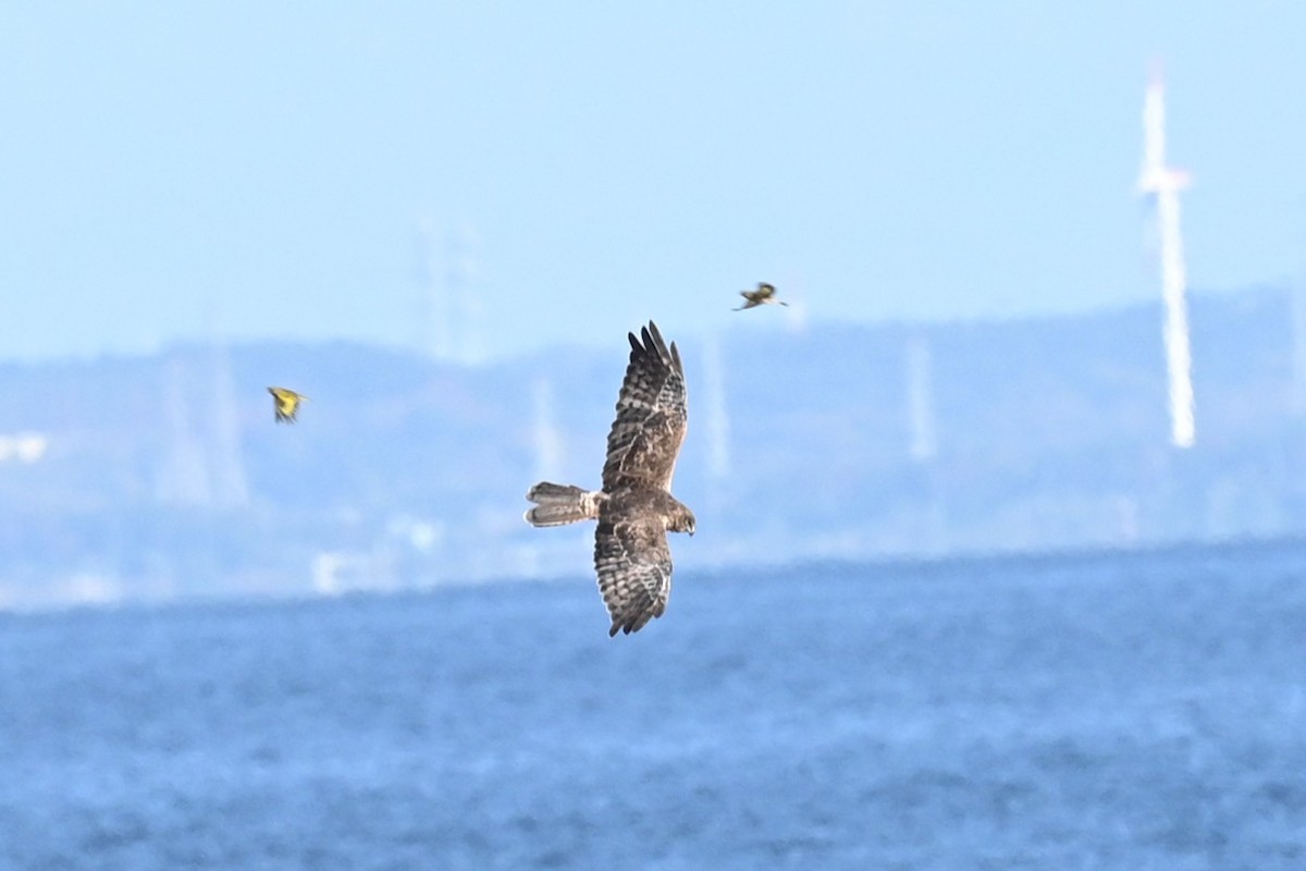 moták východní - ML645644341