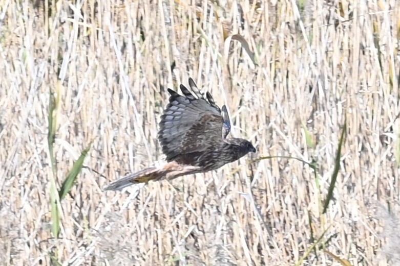 moták východní - ML645644342