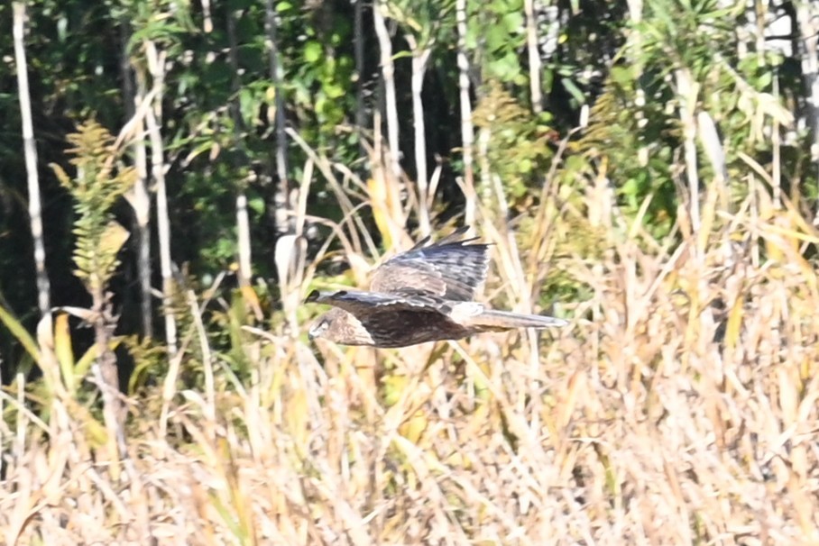 moták východní - ML645644343