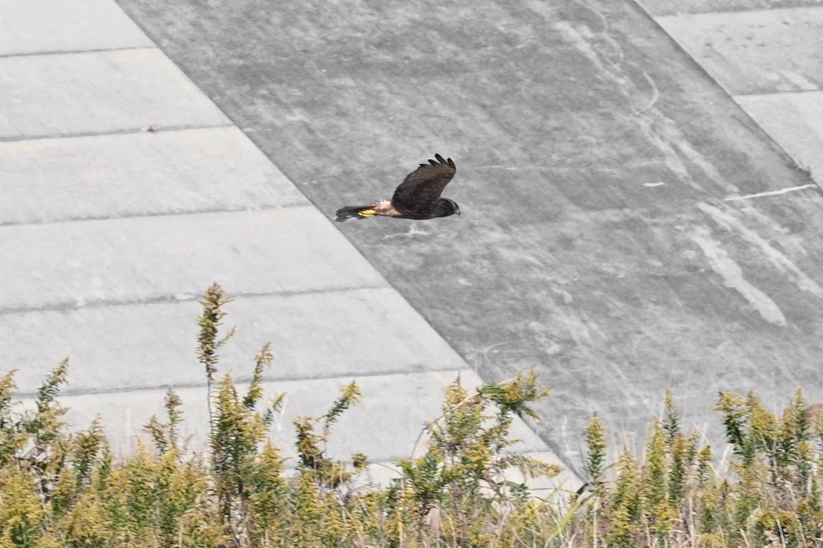 moták východní - ML645644344