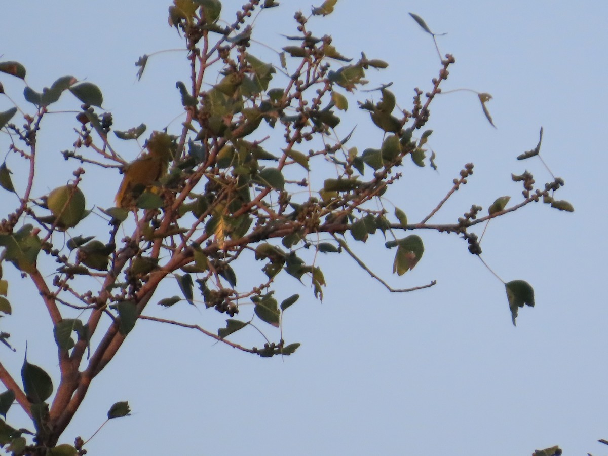 Loriot indien - ML645644366