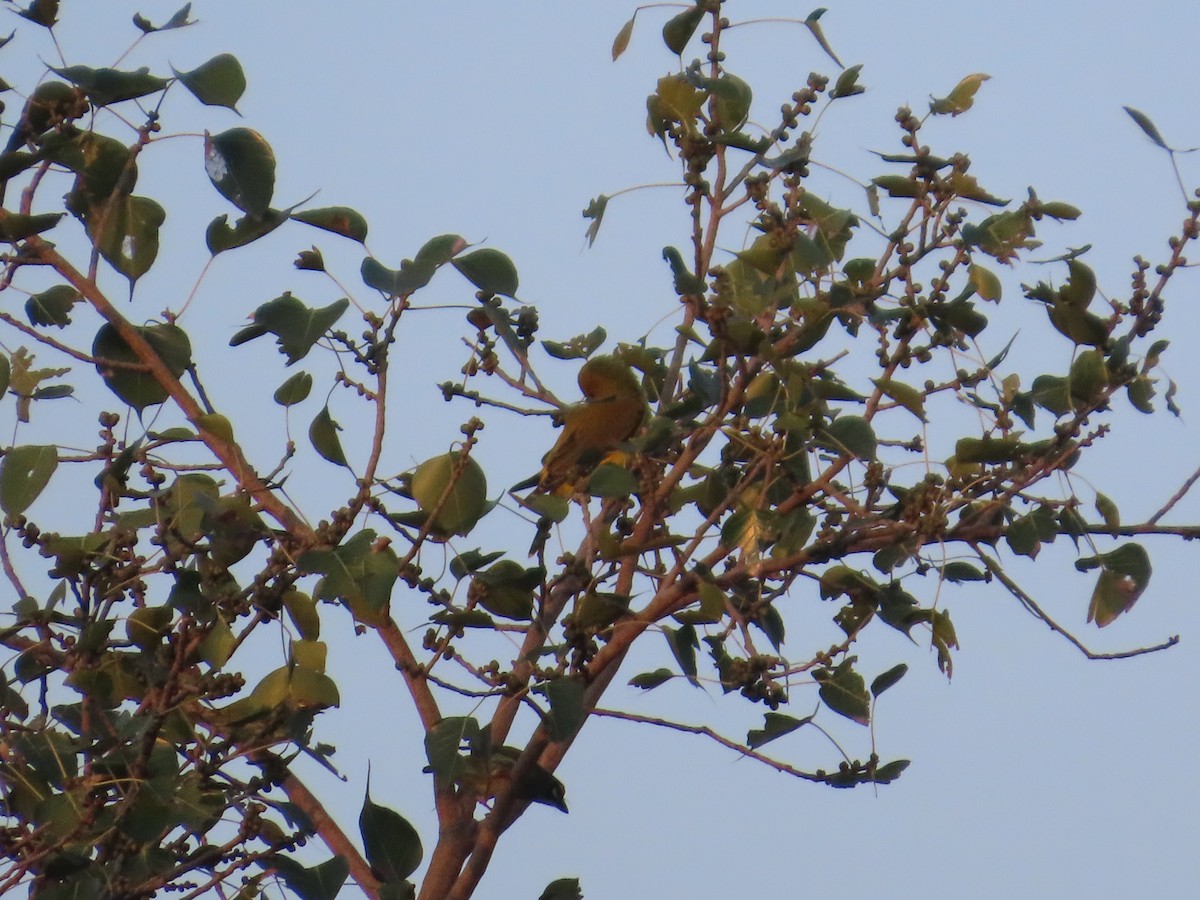 Loriot indien - ML645644367