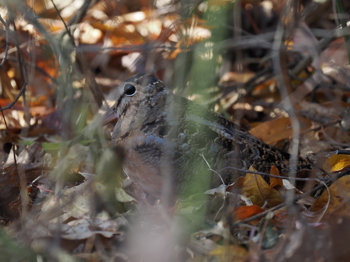 American Woodcock - ML645644368
