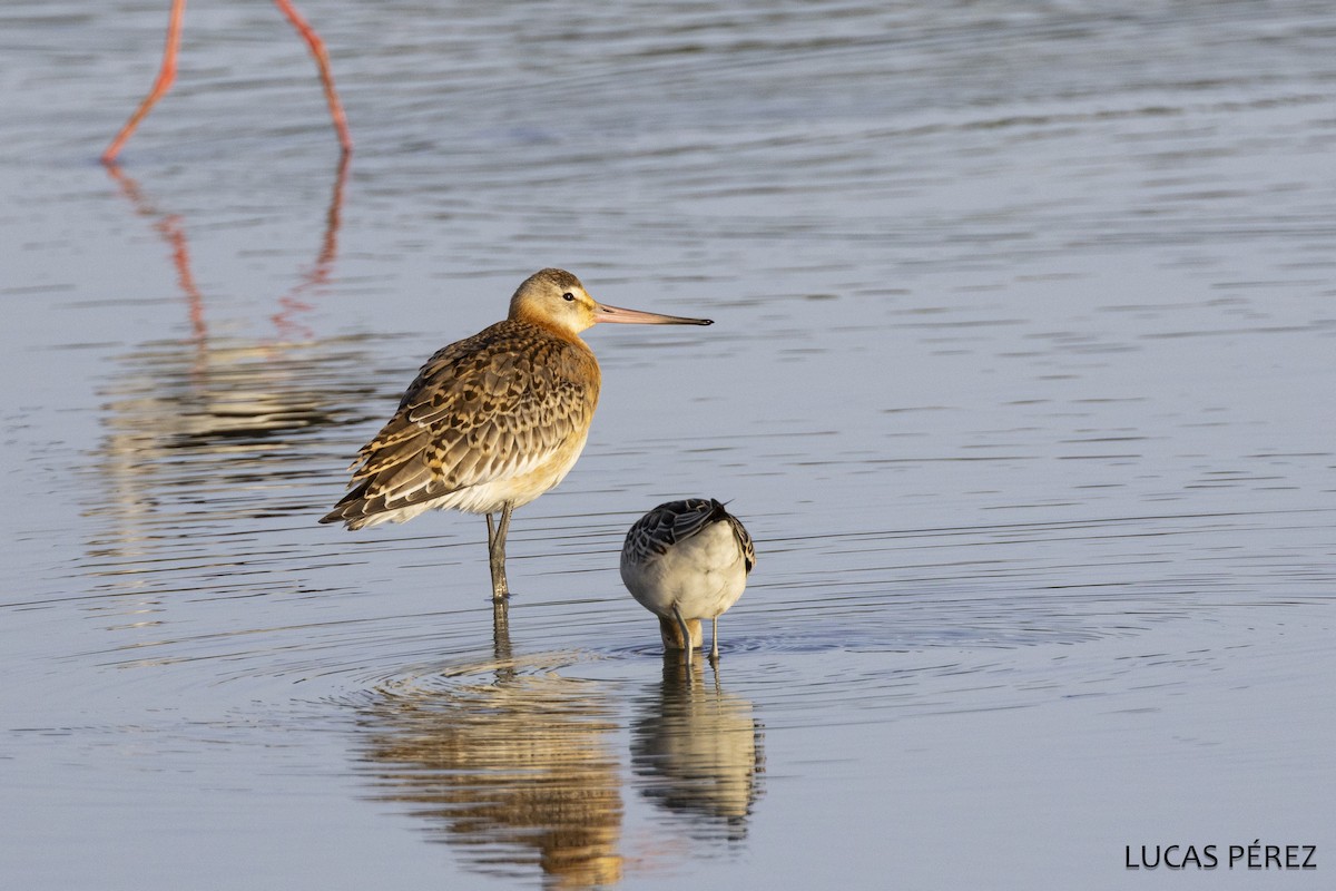 Black-tailed Godwit - ML645644380