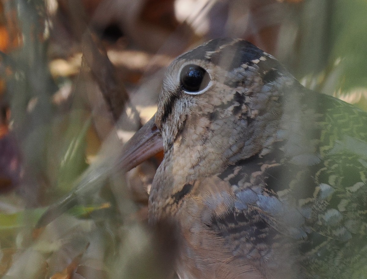 American Woodcock - ML645644397