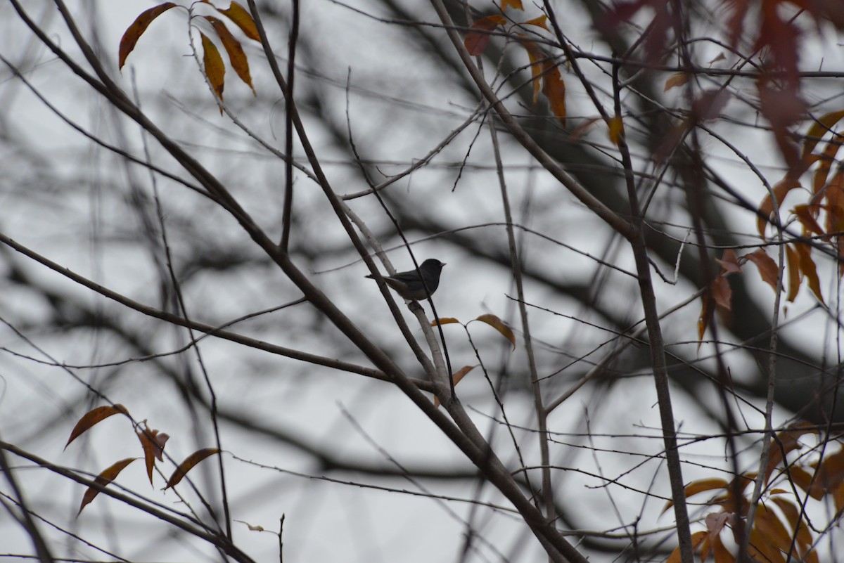 Dark-eyed Junco - ML645644399