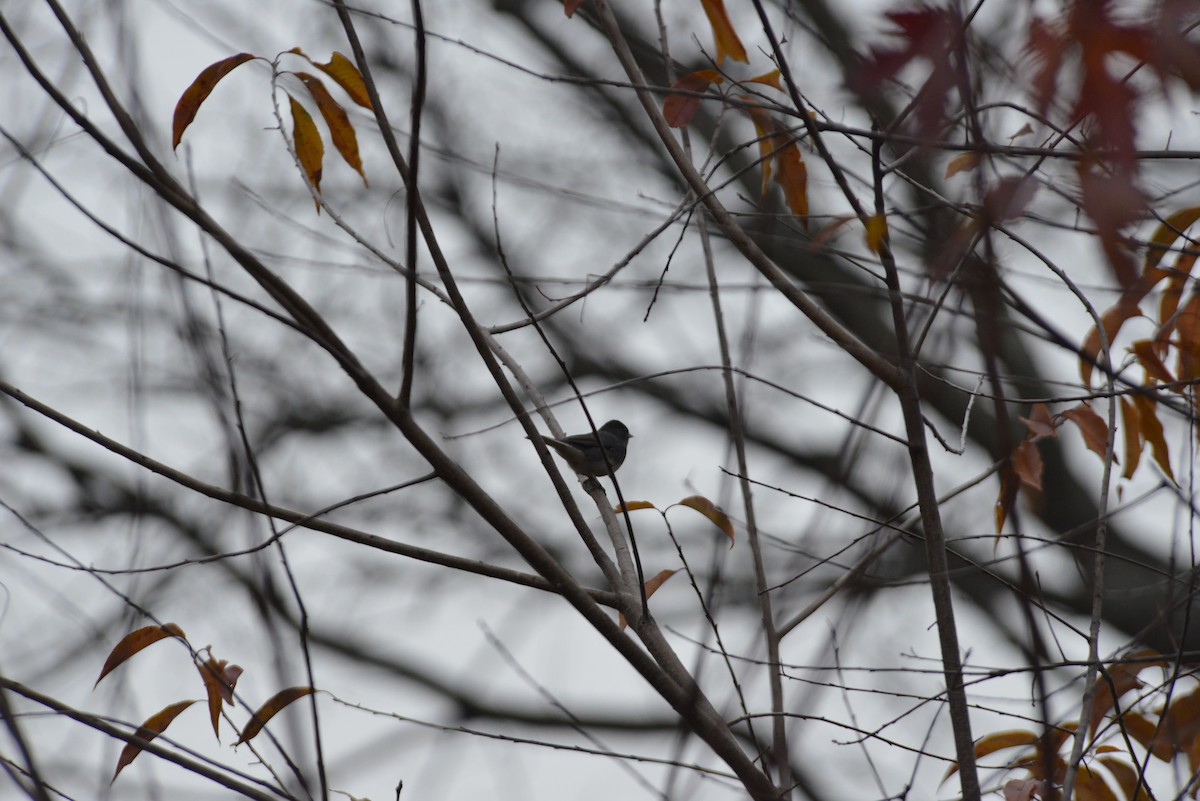 Dark-eyed Junco - ML645644400