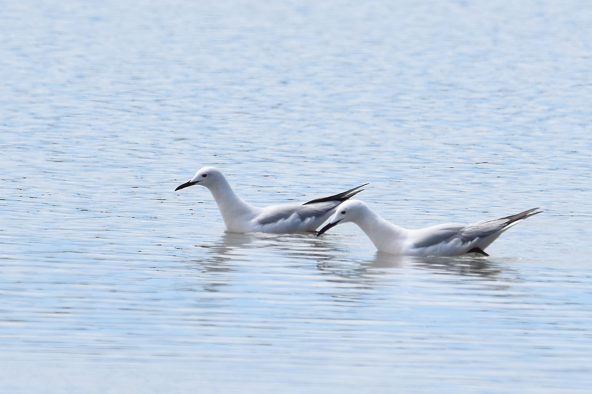 Slender-billed Gull - ML645644403