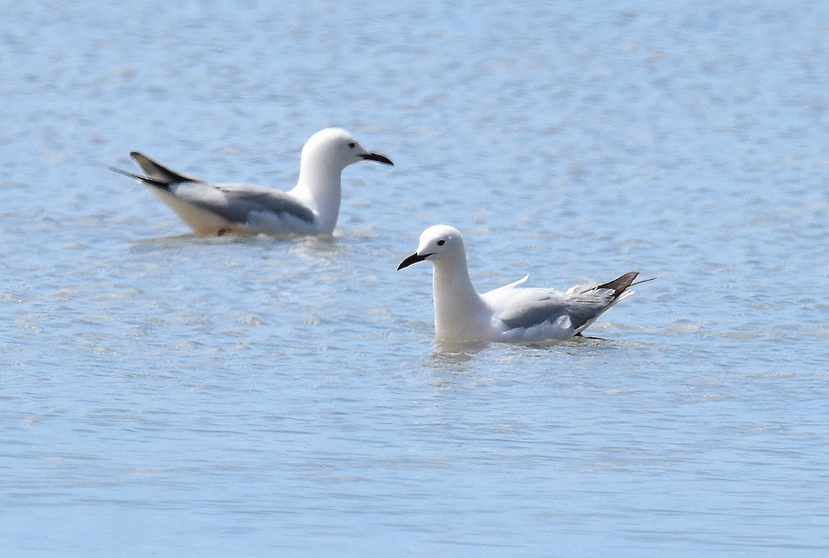 Slender-billed Gull - ML645644406
