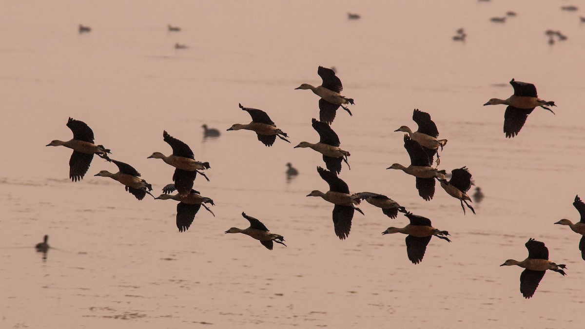 אווזון קטן - ML645644409