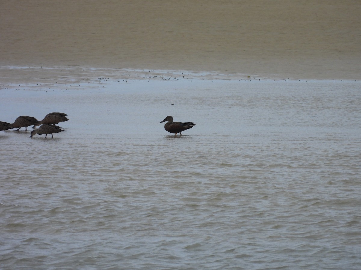 Ahate mokozabal australiarra - ML645644411