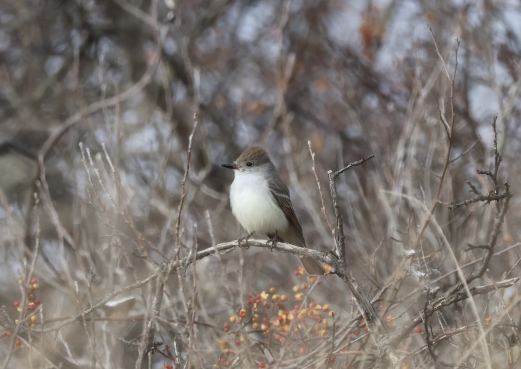 Ash-throated Flycatcher - ML645644413